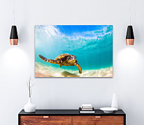 Obraz Sea turtle 1450